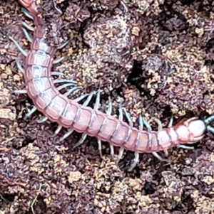 Cormocephalus sp.(genus) at Lade Vale, NSW - 6 Aug 2022