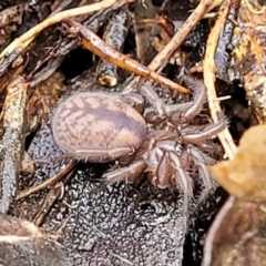 Paraembolides sp. (genus) (A Slender Funnel-web spider) at Lade Vale, NSW - 6 Aug 2022 by trevorpreston