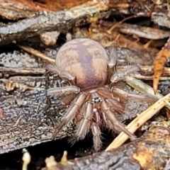 Paraembolides sp. (genus) at Lade Vale, NSW - 6 Aug 2022