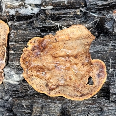 Unverified Other fungi on wood at Lade Vale, NSW - 6 Aug 2022 by trevorpreston