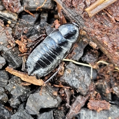 Platyzosteria melanaria (Common Eastern Litter Runner) at Mundoonen Nature Reserve - 6 Aug 2022 by trevorpreston