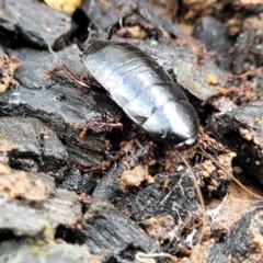 Platyzosteria melanaria at Lade Vale, NSW - 6 Aug 2022