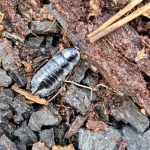 Platyzosteria melanaria at Lade Vale, NSW - 6 Aug 2022