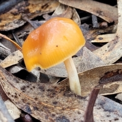 Unidentified Cap on a stem; gills below cap [mushrooms or mushroom-like] (TBC) at Lade Vale, NSW - 6 Aug 2022 by trevorpreston
