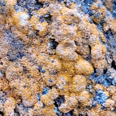 Unverified Lichen at Lade Vale, NSW - 6 Aug 2022 by trevorpreston