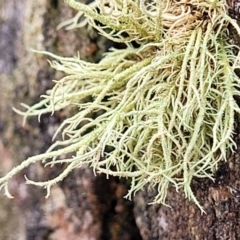 Usnea sp. (Bearded lichen) at Mundoonen Nature Reserve - 6 Aug 2022 by trevorpreston