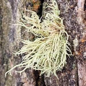 Usnea sp. (genus) at Lade Vale, NSW - 6 Aug 2022 12:17 PM