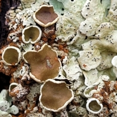 Parmeliaceae (family) (A lichen family) at Mundoonen Nature Reserve - 6 Aug 2022 by trevorpreston