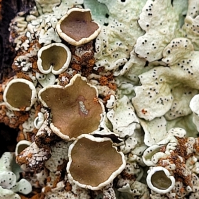 Parmeliaceae (family) (A lichen family) at Mundoonen Nature Reserve - 6 Aug 2022 by trevorpreston