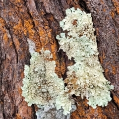 Parmeliaceae (family) at Lade Vale, NSW - 6 Aug 2022 12:17 PM