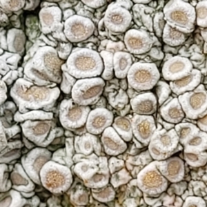 Lichen - crustose at Lade Vale, NSW - 6 Aug 2022