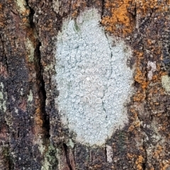 Lichen - crustose at Lade Vale, NSW - 6 Aug 2022