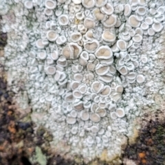 Lichen - crustose at Lade Vale, NSW - 6 Aug 2022