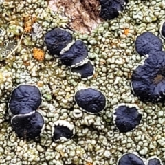 Lichen - crustose at Mundoonen Nature Reserve - 6 Aug 2022 by trevorpreston