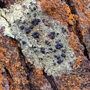 Lichen - crustose at Lade Vale, NSW - 6 Aug 2022