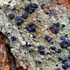 Lichen - crustose at Lade Vale, NSW - 6 Aug 2022 12:16 PM