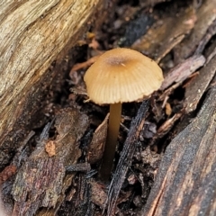Unidentified Cap on a stem; gills below cap [mushrooms or mushroom-like] at Mundoonen Nature Reserve - 6 Aug 2022 by trevorpreston