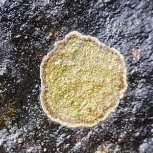 Lichen - crustose at Lade Vale, NSW - 6 Aug 2022 11:58 AM