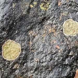 Lichen - crustose at Lade Vale, NSW - 6 Aug 2022 11:58 AM