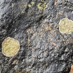 Lichen - crustose at Lade Vale, NSW - 6 Aug 2022
