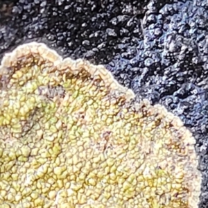 Lichen - crustose at Lade Vale, NSW - 6 Aug 2022