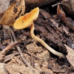 Unidentified Cap on a stem; gills below cap [mushrooms or mushroom-like] at Lade Vale, NSW - 6 Aug 2022 by trevorpreston