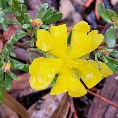 Hibbertia obtusifolia (Grey Guinea-flower) at Lade Vale, NSW - 6 Aug 2022 by trevorpreston