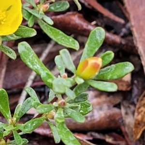 Hibbertia obtusifolia at Lade Vale, NSW - 6 Aug 2022 11:54 AM