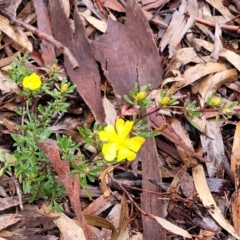 Hibbertia obtusifolia at Lade Vale, NSW - 6 Aug 2022 11:54 AM