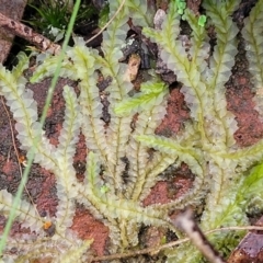 Chiloscyphus sp. at Mundoonen Nature Reserve - 6 Aug 2022 by trevorpreston