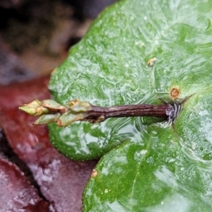 Acianthus collinus at Mundoonen Nature Reserve - 6 Aug 2022