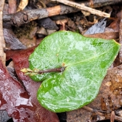 Acianthus collinus at Mundoonen Nature Reserve - 6 Aug 2022