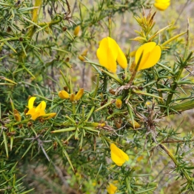Ulex europaeus (Gorse) at Capital Hill, ACT - 6 Aug 2022 by Mike