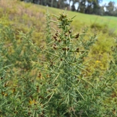 Ulex europaeus at Capital Hill, ACT - 6 Aug 2022