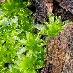 Syntrichia sp. (genus) (A moss) at Mundoonen Nature Reserve - 6 Aug 2022 by trevorpreston