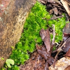 Syntrichia sp. (genus) at Manton, NSW - 6 Aug 2022