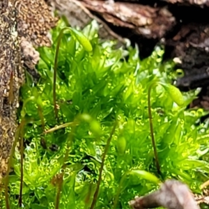 Syntrichia sp. (genus) at Manton, NSW - 6 Aug 2022