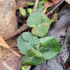 Acianthus sp. (Mayflower Orchid) at Mundoonen Nature Reserve - 6 Aug 2022 by trevorpreston