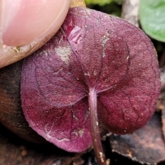 Acianthus collinus at Mundoonen Nature Reserve - 6 Aug 2022