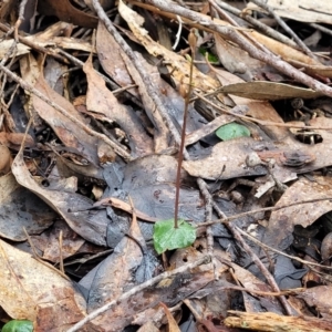 Acianthus collinus at Mundoonen Nature Reserve - suppressed