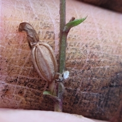 Acianthus collinus at Mundoonen Nature Reserve - 6 Aug 2022