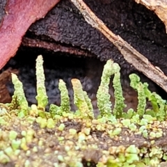 Cladonia sp. (genus) at Manton, NSW - 6 Aug 2022