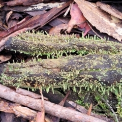 Cladonia sp. (genus) at Manton, NSW - 6 Aug 2022