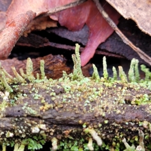 Cladonia sp. (genus) at Manton, NSW - 6 Aug 2022