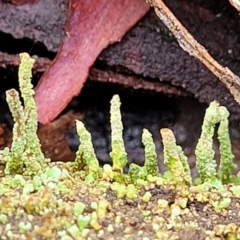 Cladonia sp. (genus) at Manton, NSW - 6 Aug 2022