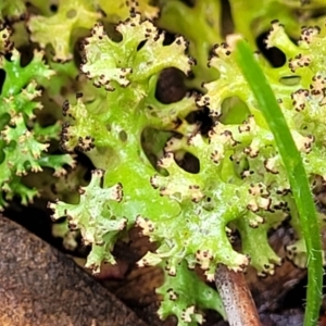 Cladia sp. (genus) at Manton, NSW - 6 Aug 2022