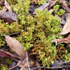 Cladia sp. (genus) at Manton, NSW - 6 Aug 2022