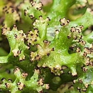 Cladia sp. (genus) at Manton, NSW - 6 Aug 2022