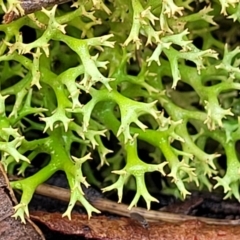 Cladia aggregata (A lichen) at Manton, NSW - 6 Aug 2022 by trevorpreston