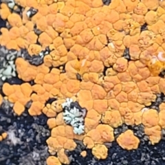 Caloplaca sp. (Firedot Lichen) at Mundoonen Nature Reserve - 6 Aug 2022 by trevorpreston